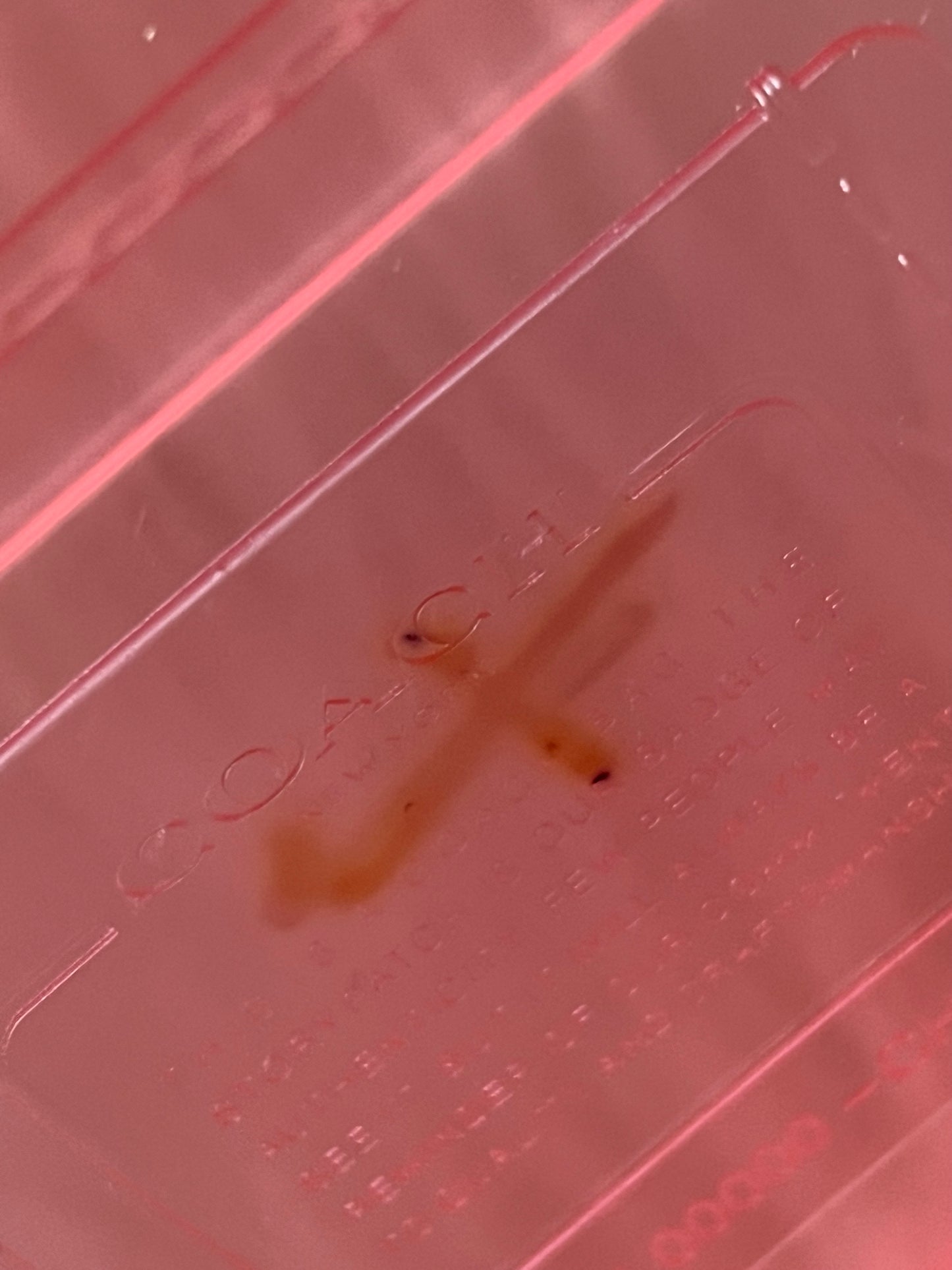 Coach Jelly Tabby - “AS IS”