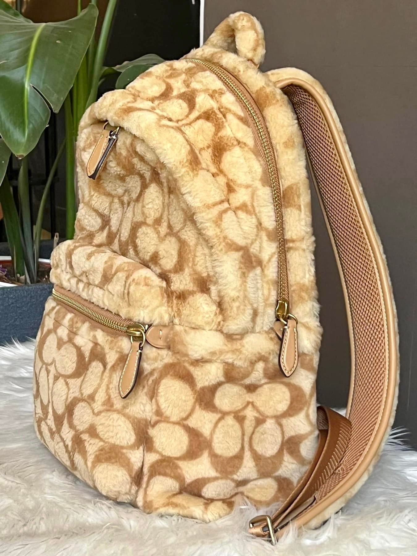 Coach Charter Backpack In Signature Shearling